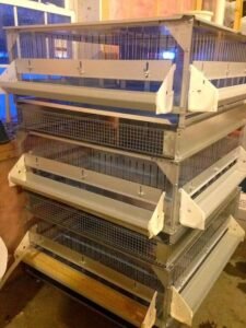 gamefowl brooder
