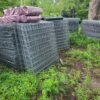 gamefowl stag pens